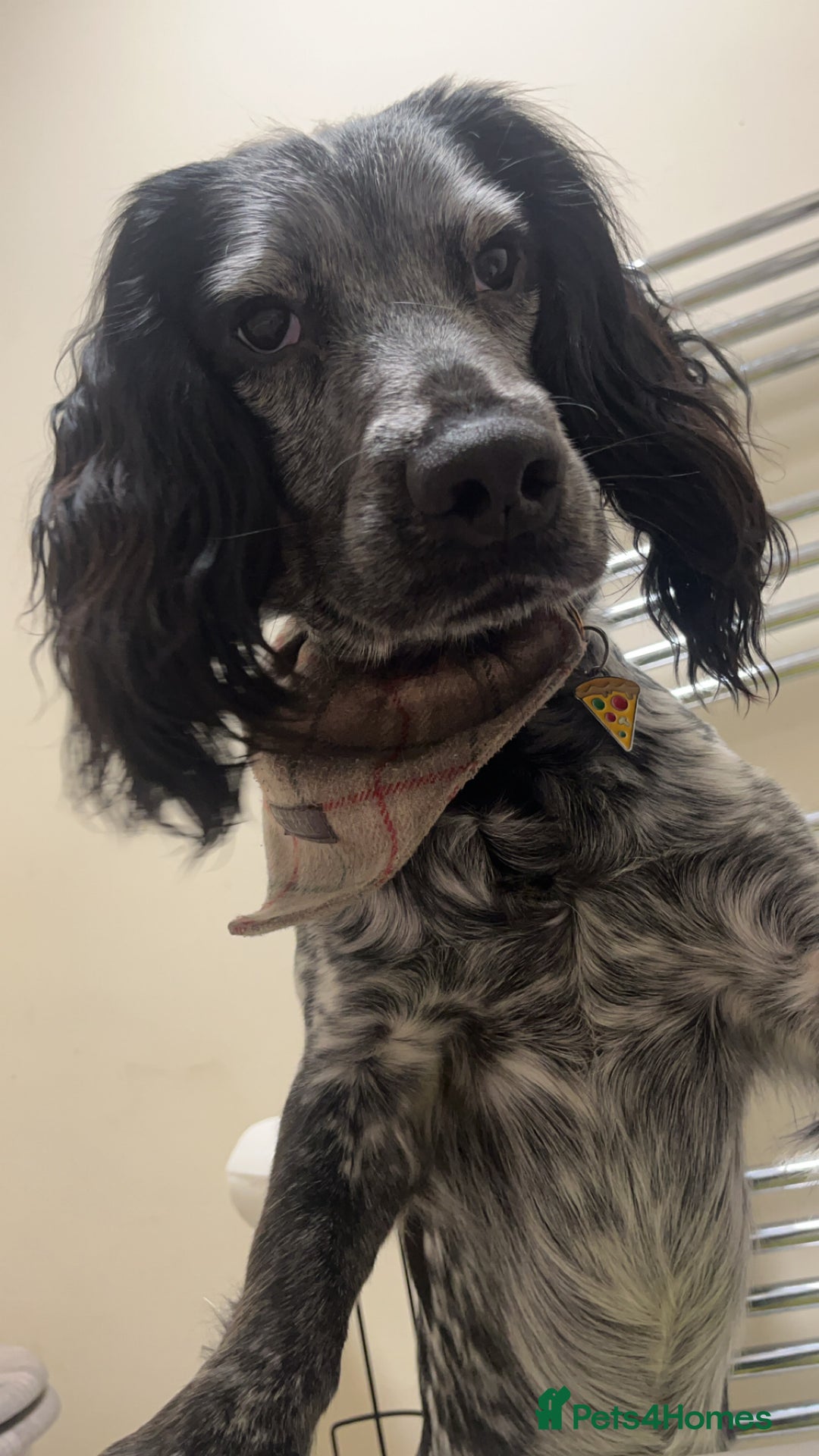 Cocker Spaniel dogs for stud: Stud cocker spaniel - Image 4