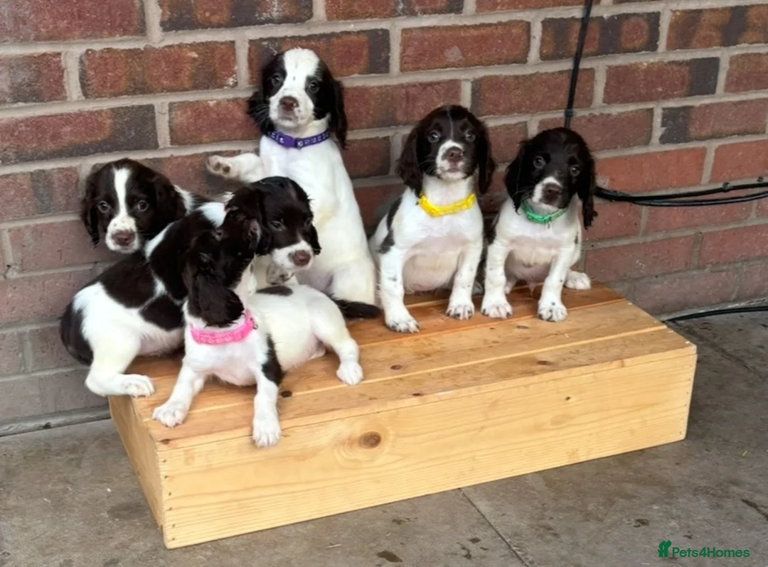 English Springer Spaniel dogs for sale: Springer spaniel puppies ready to go !!!! - Advert 7
