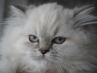 Scottish Fold cats ❣️Scottish Fold Kittens❣️ - Advert 5