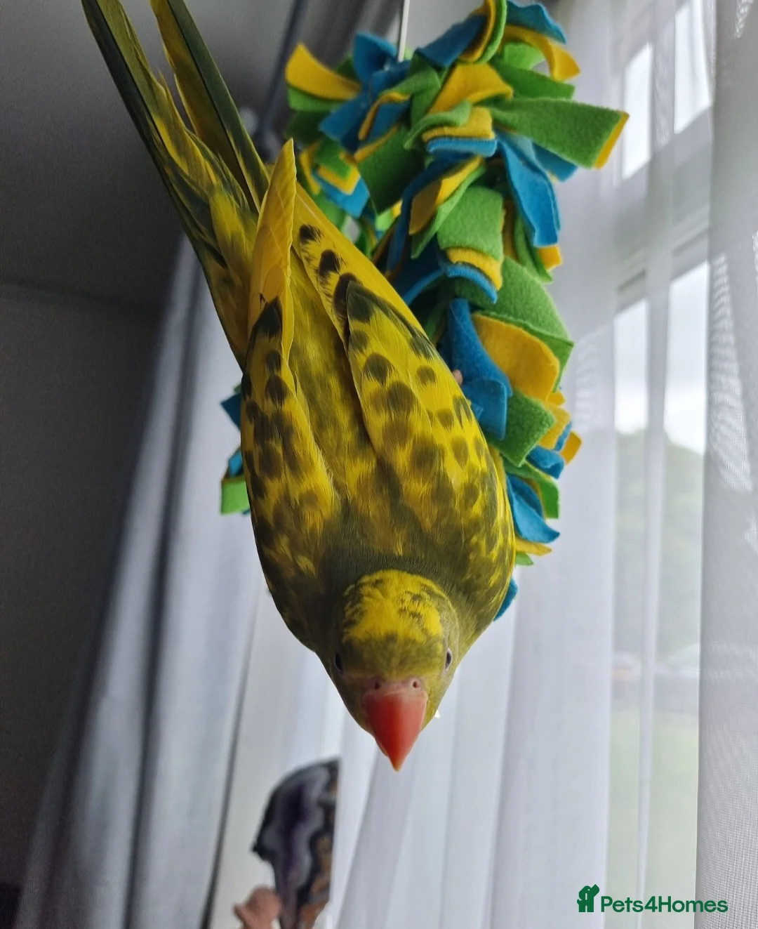 Ringnecks birds for sale: Beautiful female ringneck  - Advert 4