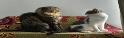 Mixed Breed cats for sale:     Adorable Kitten Looking for a Loving Home - Advert 14