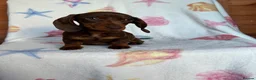 Miniature Dachshund dogs for sale: Minuture dachshund ready to leave - Advert 7