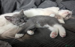 Mixed Breed cats for sale: 2 British Shorthair cross Ragdoll Boys Available  - Image 8