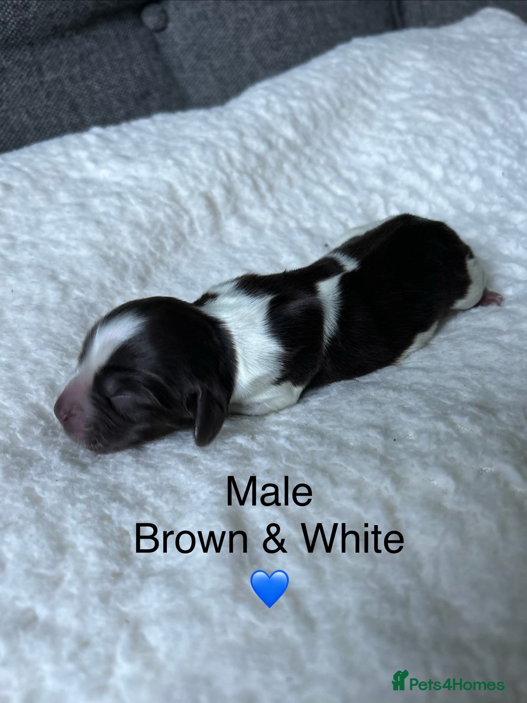 Cocker Spaniel dogs for sale: Cocker Spaniel Puppies - Advert 7