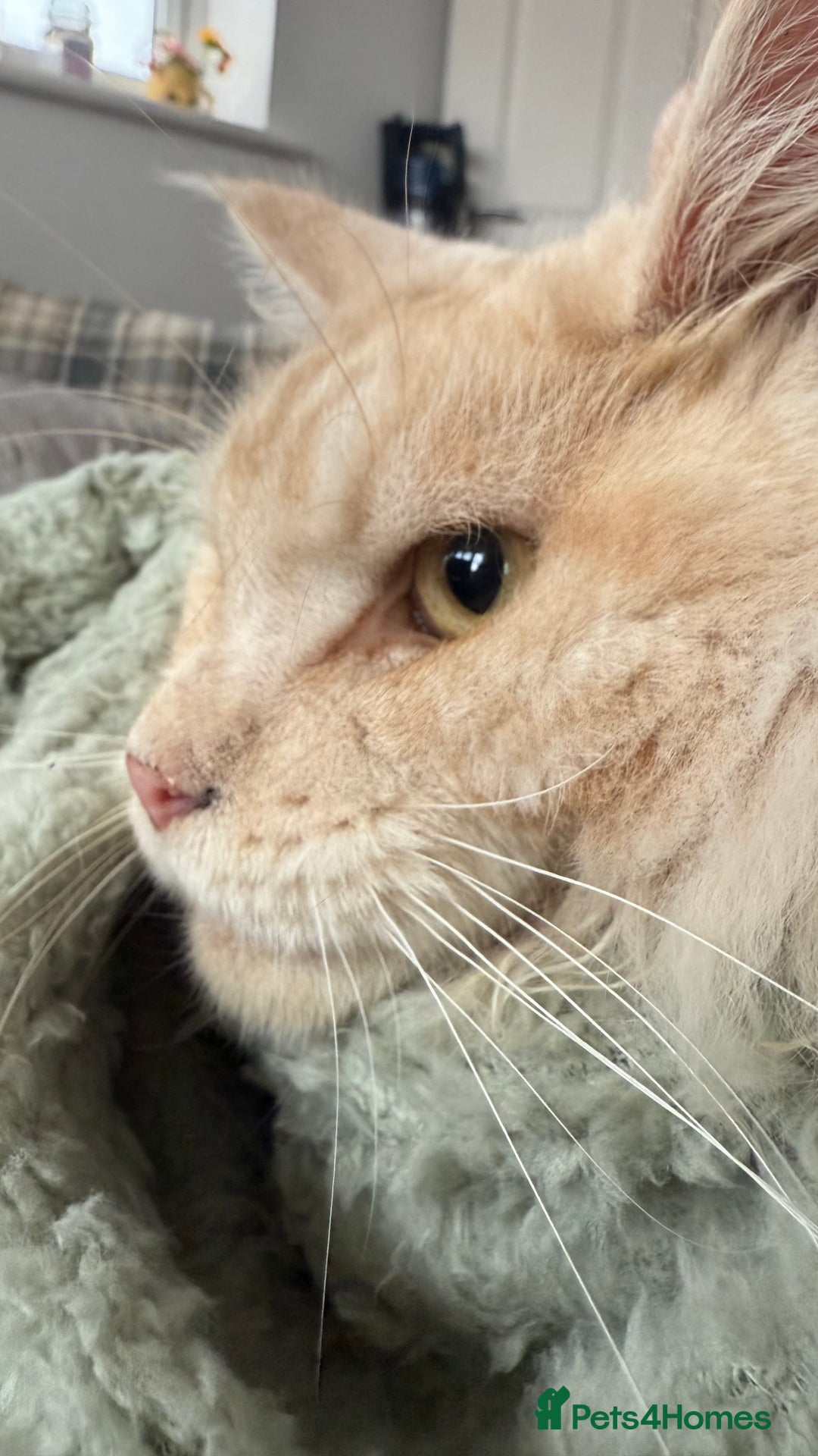 Maine Coon cats for sale: 2.5 year old male Maine Coon for sale - Advert 2