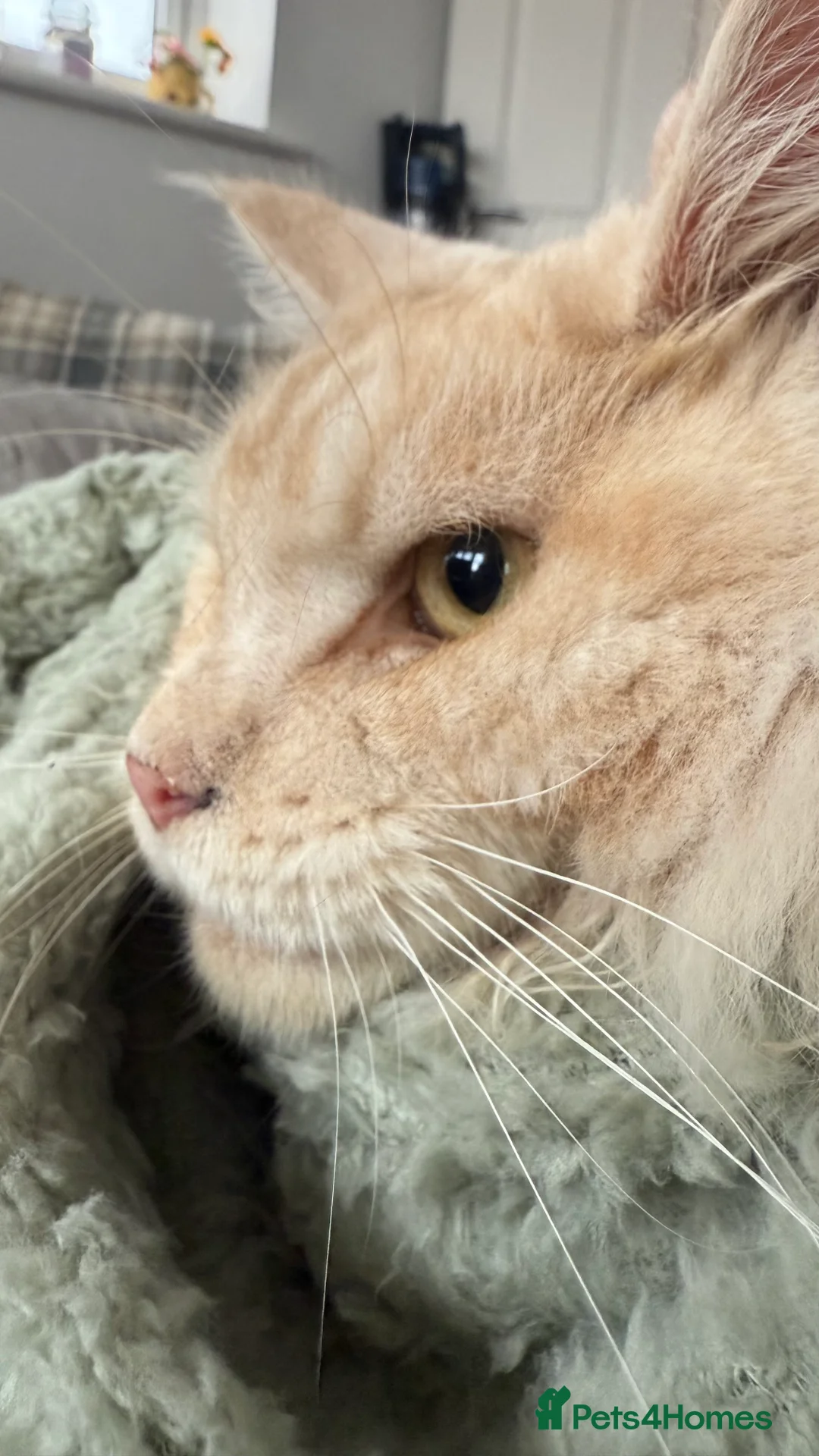 Maine Coon cats for sale: 2.5 year old male Maine Coon for sale - Advert 2