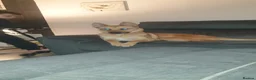 Mixed Breed dogs for stud: Belgian malinois X shep in Glasgow - Advert 8