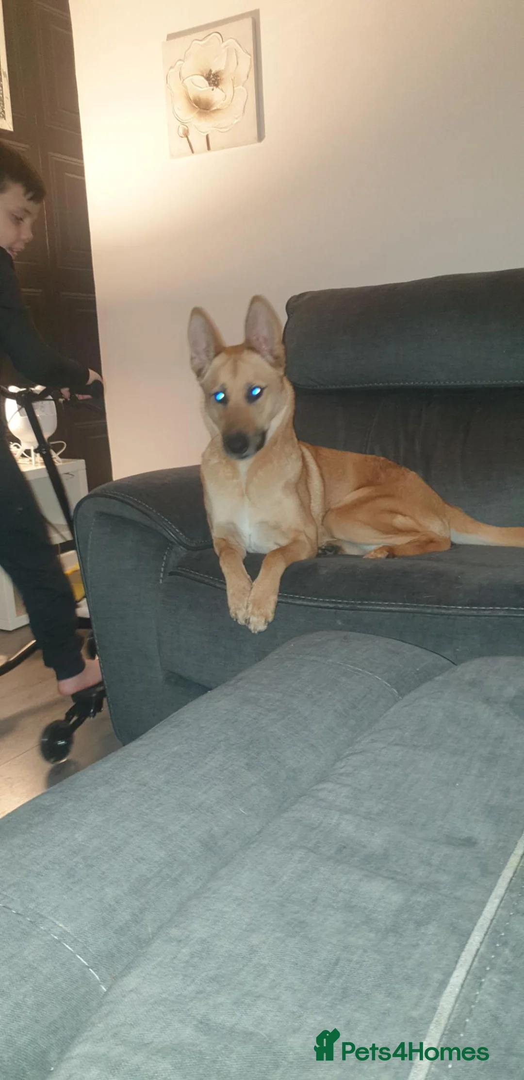 Mixed Breed dogs for stud: Belgian malinois X shep in Glasgow - Advert 8