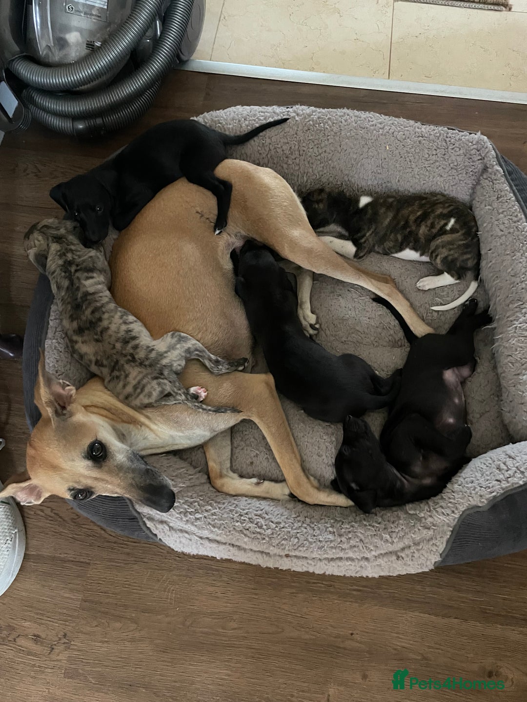Whippet dogs for sale: Beautiful homebred whippet puppies. Ready to go - Image 7