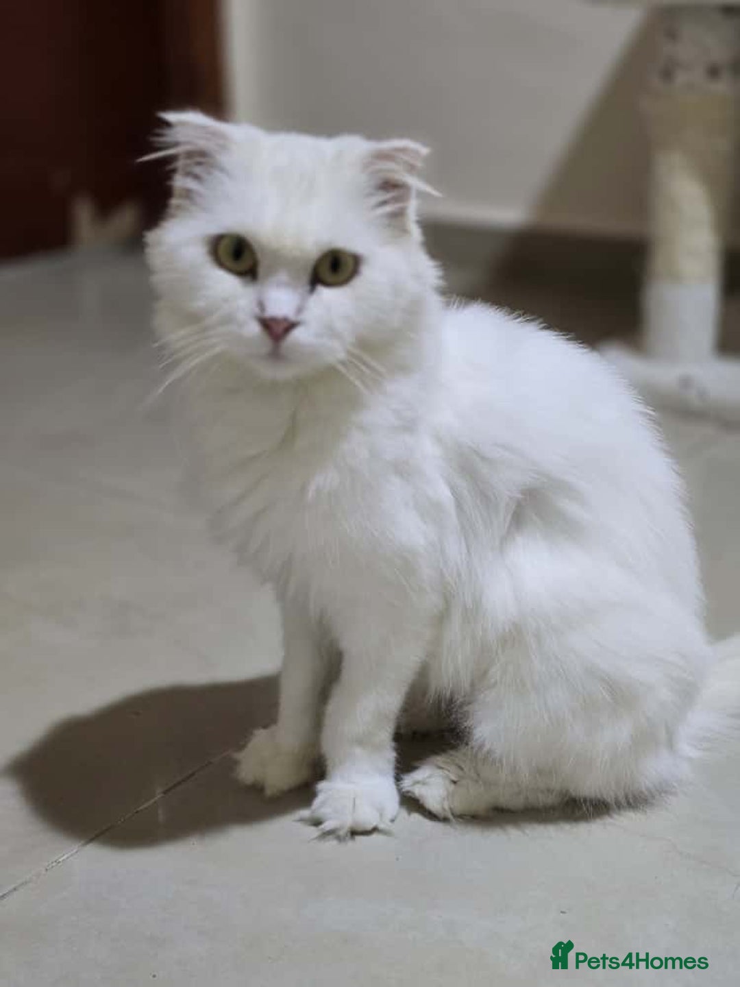 Mixed Breed cats for adoption: NOVA- TURKISH ANGORA GIRL ADORABLE SPAYED - Image 2