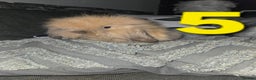 Mini Lion Lop rabbits for sale: Adorable mini lion lop babies mixed - Advert 12