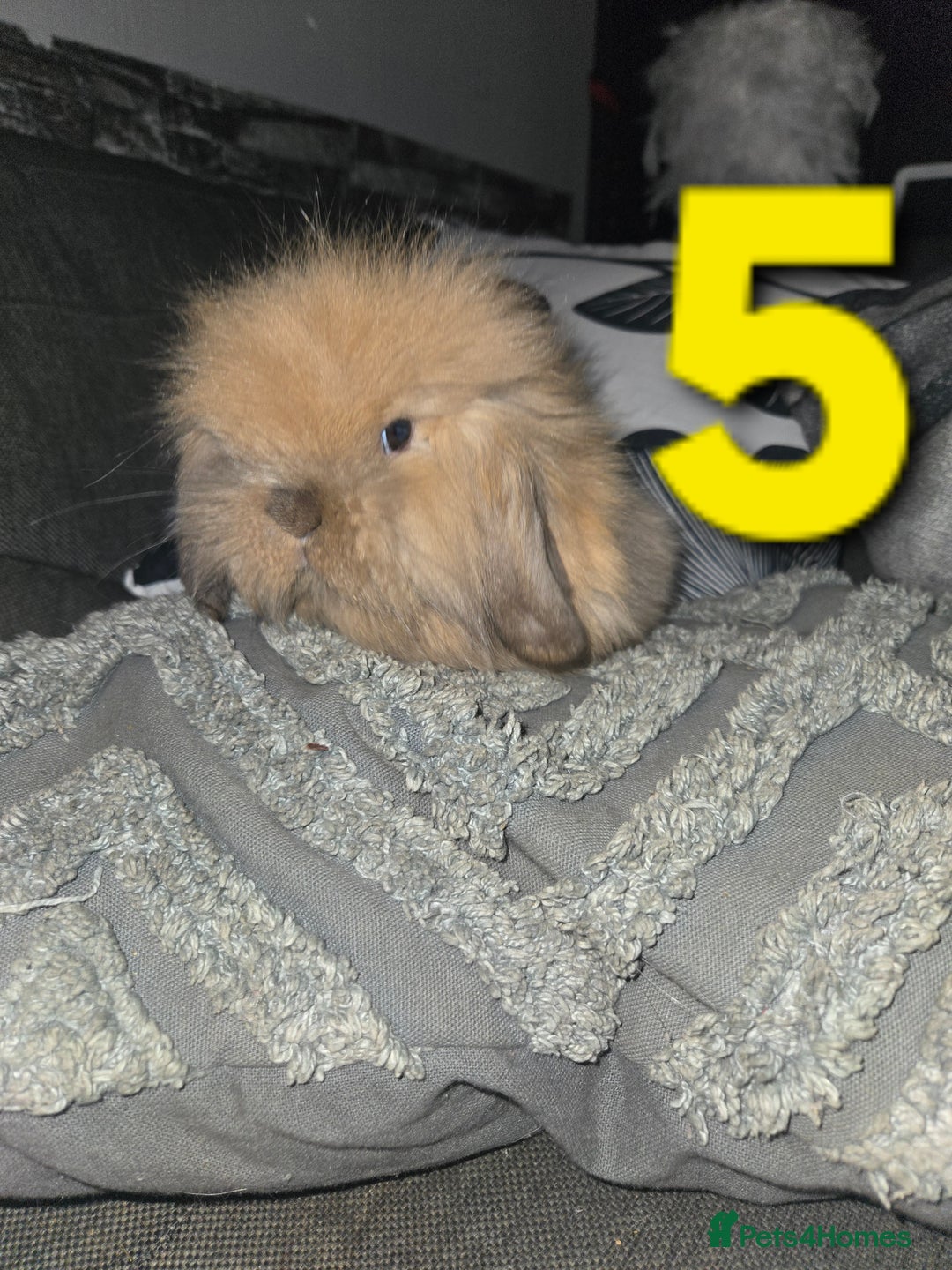 Mini Lion Lop rabbits for sale: Adorable mini lion lop babies mixed - Advert 12
