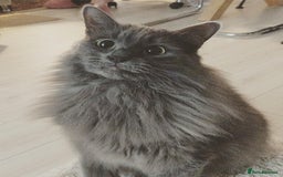Ragdoll cats for sale: Mixed Ragdoll Bengal 5 year old female - Image 4