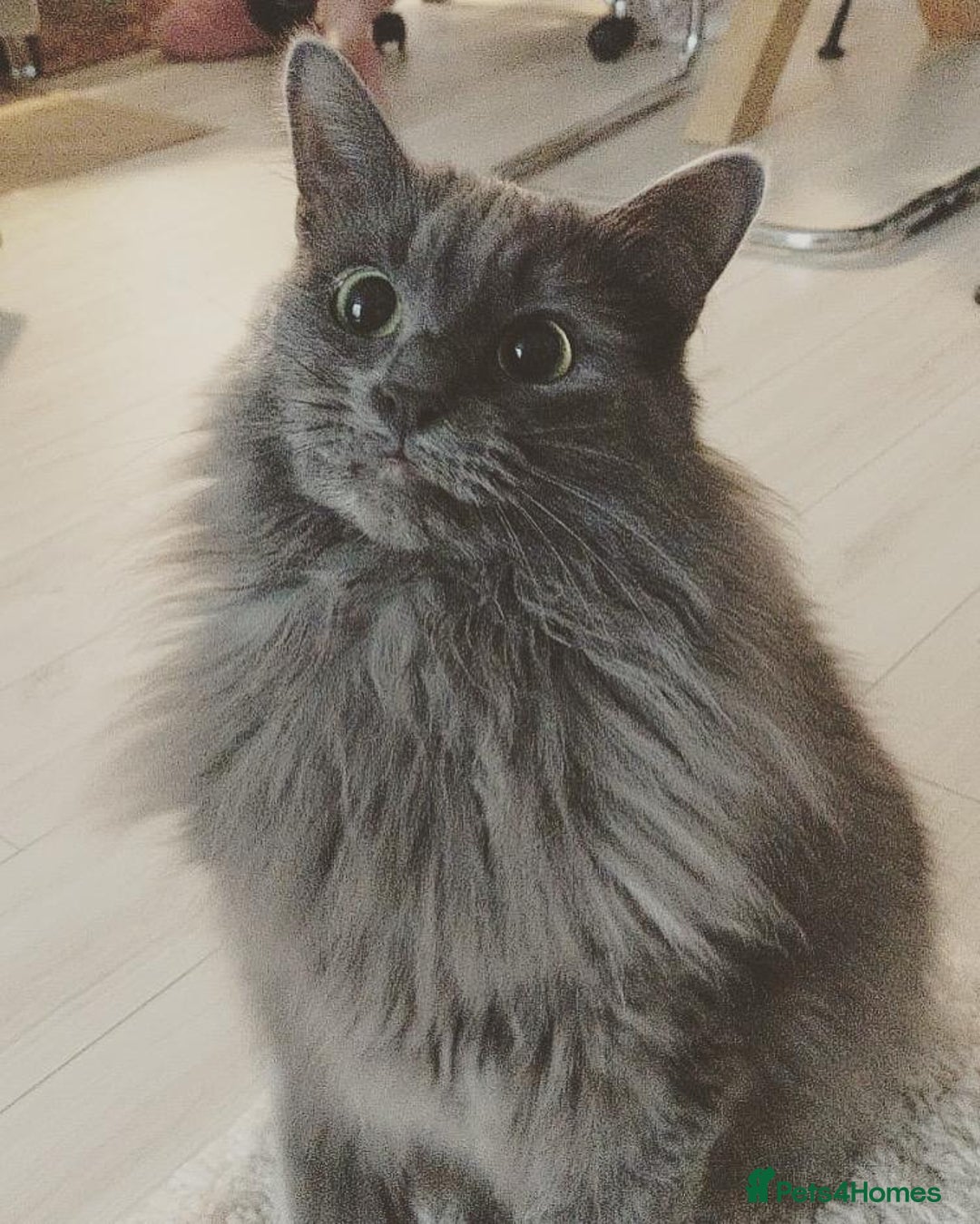 Ragdoll cats for sale: Mixed Ragdoll Bengal 5 year old female - Image 4