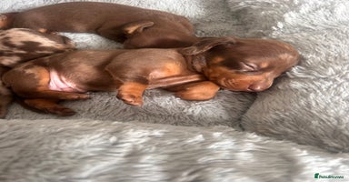 Miniature Dachshund dogs - Advert 6