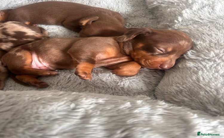 Miniature Dachshund dogs - Advert 6