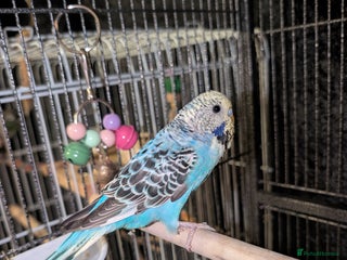 Budgerigars birds Budgie - Advert 1