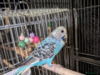 Budgerigars birds Budgie - Advert 8