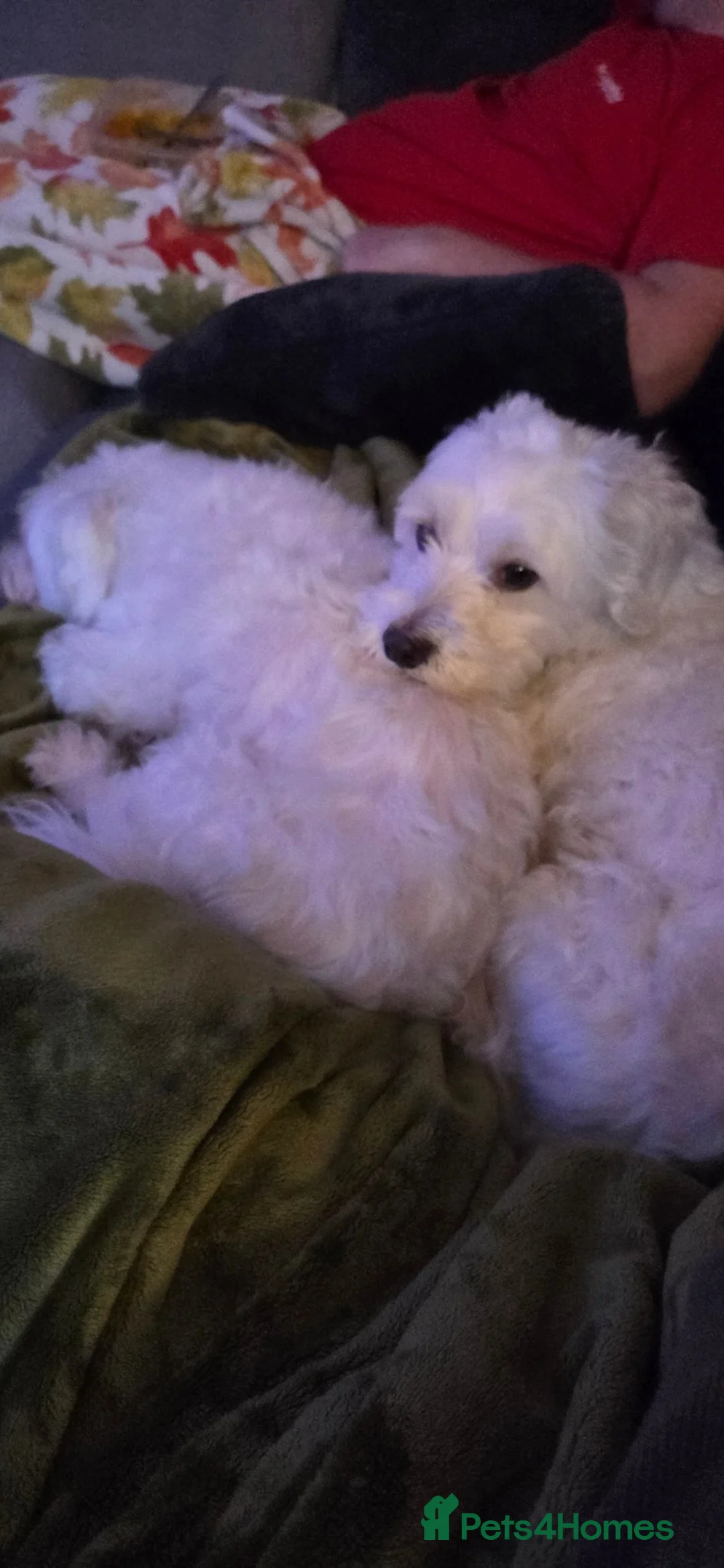 Maltese dogs for sale: Mickey & Daisy - together - Advert 4