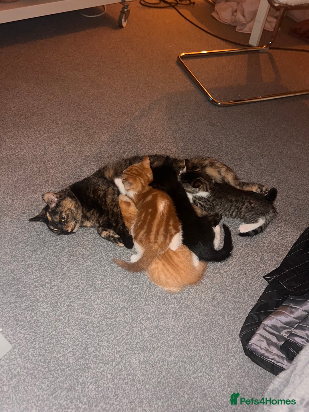 Mixed Breed cats for sale: Third generation of stunning healthy Cats - Advert 3