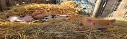 Pig livestock for sale: 🐷 MINI PIGLETS LOOKING FOR THEIR FOREVER HOMES 🐷 - Advert 8