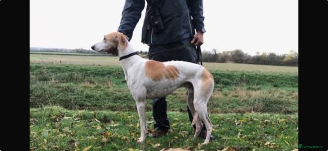 Lurcher dogs for sale: Saluki bred long dog puppies  - Image 3
