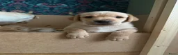 Labrador Retriever dogs for sale: KC Reg Fox Red / Blonde  Lab Puppies – Home Reared - Advert 12