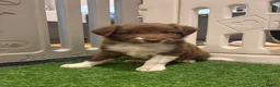 Sprollie dogs for sale: SPROLLIE PUPPIES LOOKING FOR THEIR FOREVER HOMES  - Advert 7