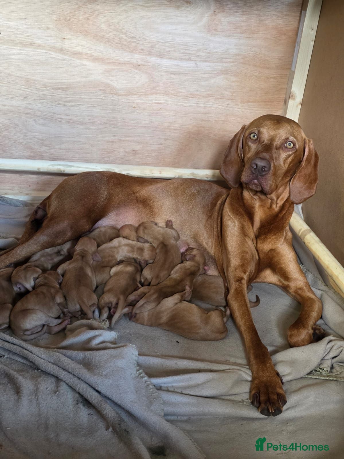 Hungarian Vizsla dogs Hungarian Vizsla Puppies  - Advert 14