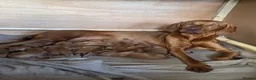 Hungarian Vizsla dogs for sale: ***Ready Now*** Hungarian Vizsla Puppies  - Advert 16