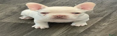 French Bulldog 2