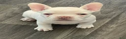French Bulldog dogs for sale: French bulldog puppies - Advert 2
