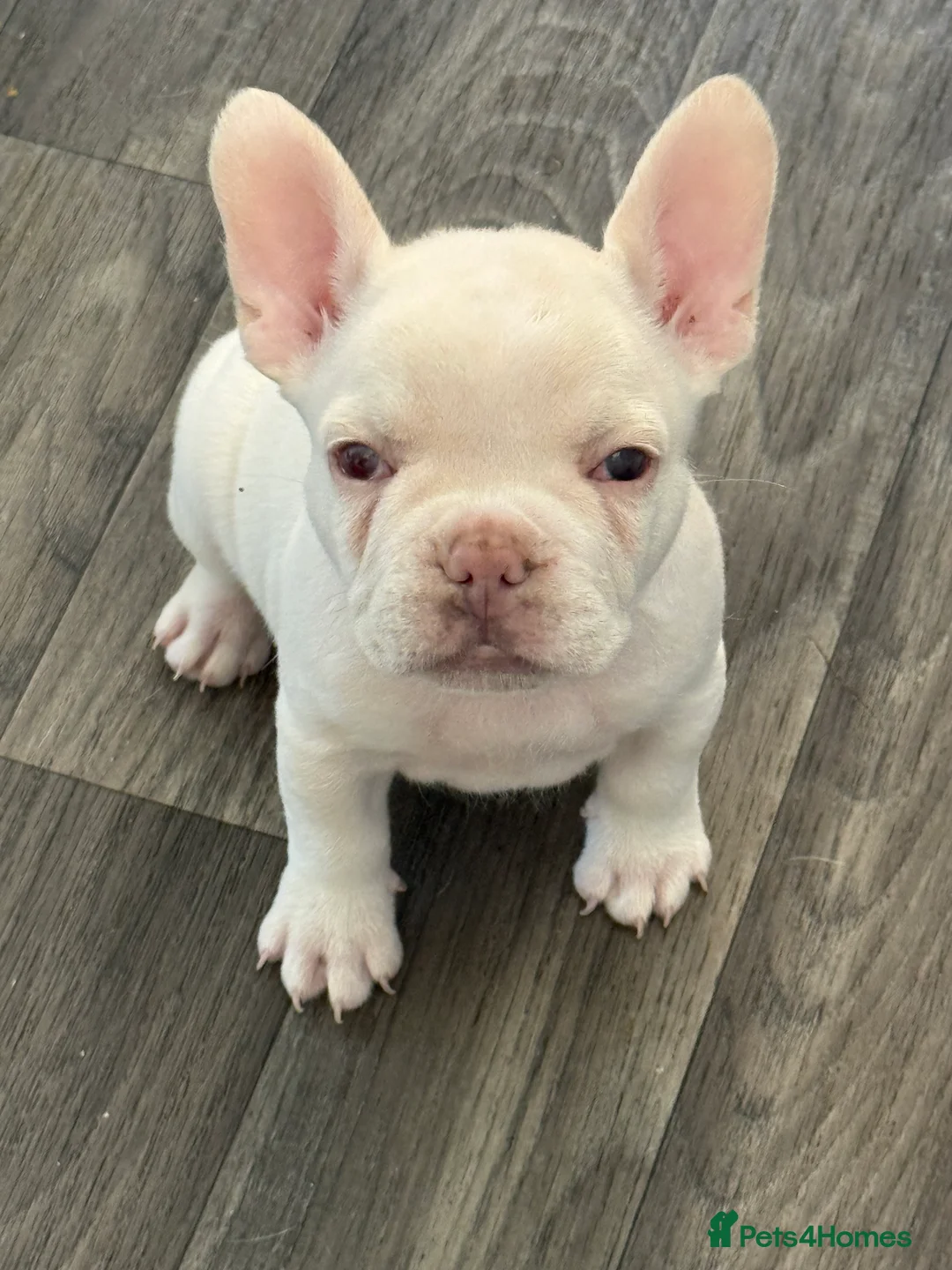 French Bulldog dogs for sale: French bulldog puppies - Advert 2