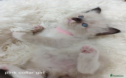 Ragdoll cats for sale: Adorable Ragdoll kittens - Image 7