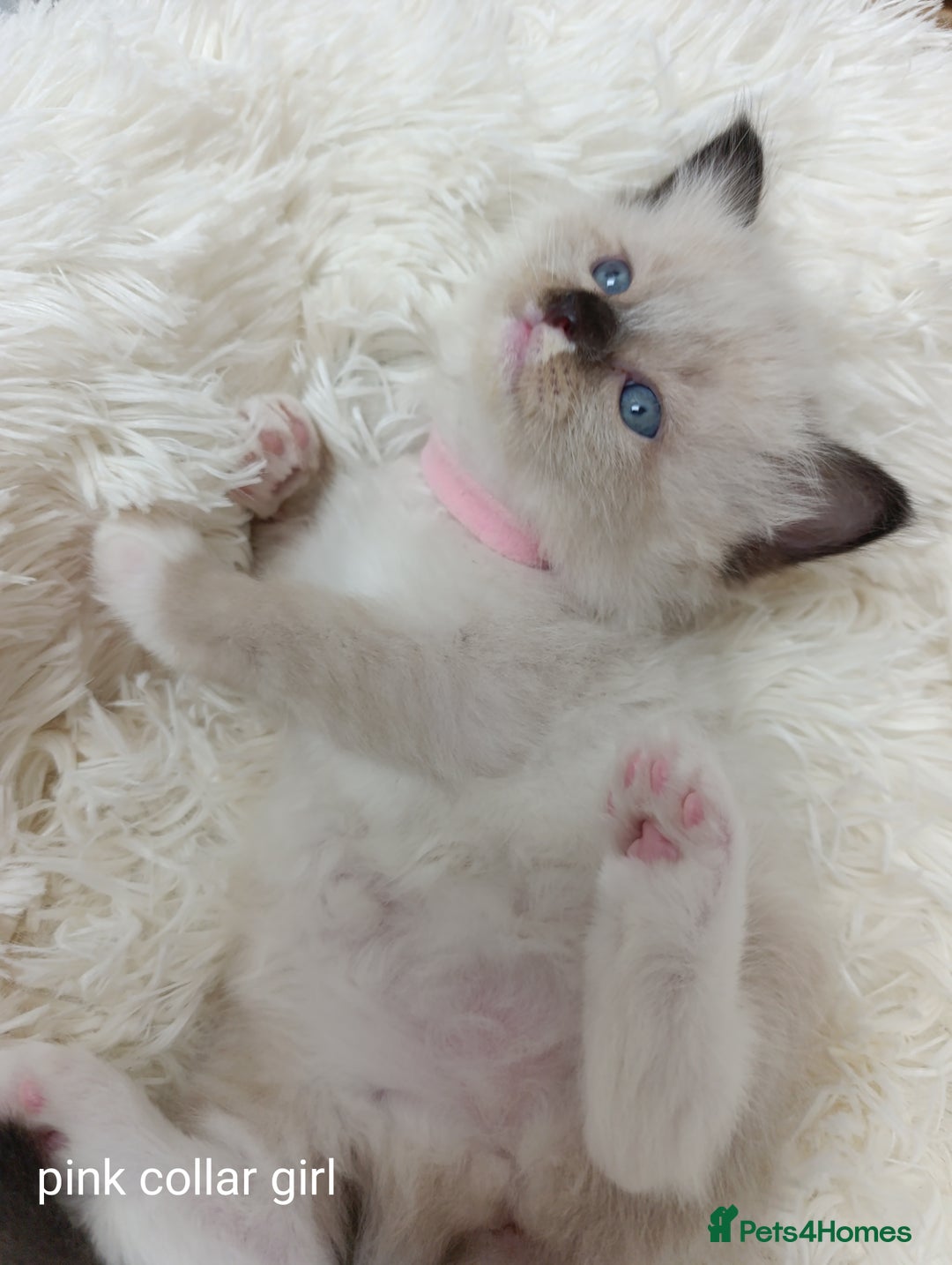 Ragdoll cats for sale: Adorable Ragdoll kittens - Image 7