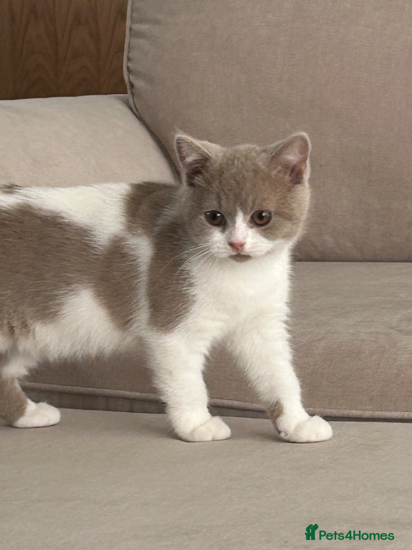 British Shorthair cats Last GCCF British’s shorthair ready now (female) - Advert 1