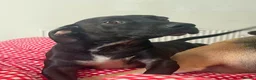 Mixed Breed dogs for adoption: Sweet Banjo is looking for his forever  in Colchester - Advert 1