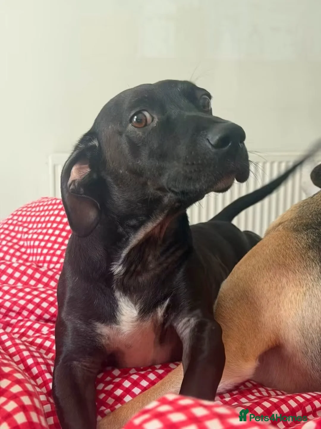 Mixed Breed dogs for adoption: Sweet Banjo is looking for his forever  in Colchester - Advert 1
