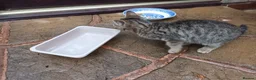 Mixed Breed cats for sale: Kittens  - Advert 9