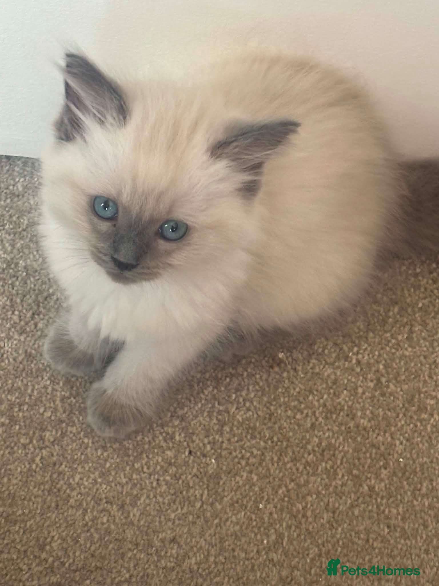 Ragdoll cats Ragdoll female kitten - Advert 1