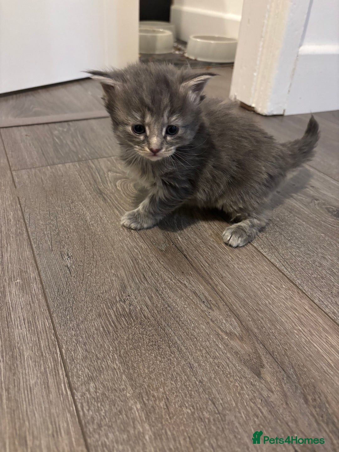 Mixed Breed cats for sale: Maine coon/Scottish fold cross - Advert 7