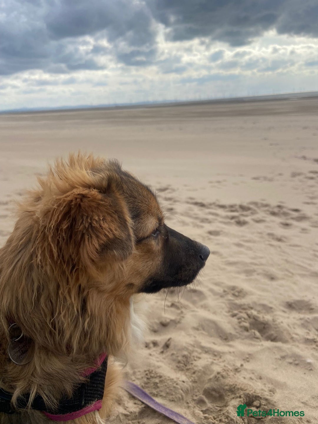Mixed Breed dogs for adoption: Swifty  - Image 3