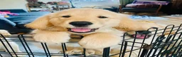 Golden Retriever dogs for sale: 🐾 Truly special Puppies - Advert 1