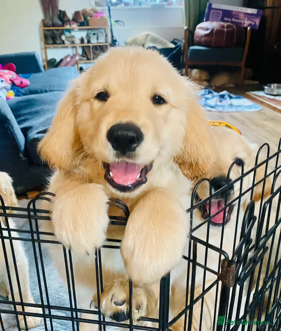 Golden Retriever dogs for sale: 🐾 Truly special Puppies - Advert 1