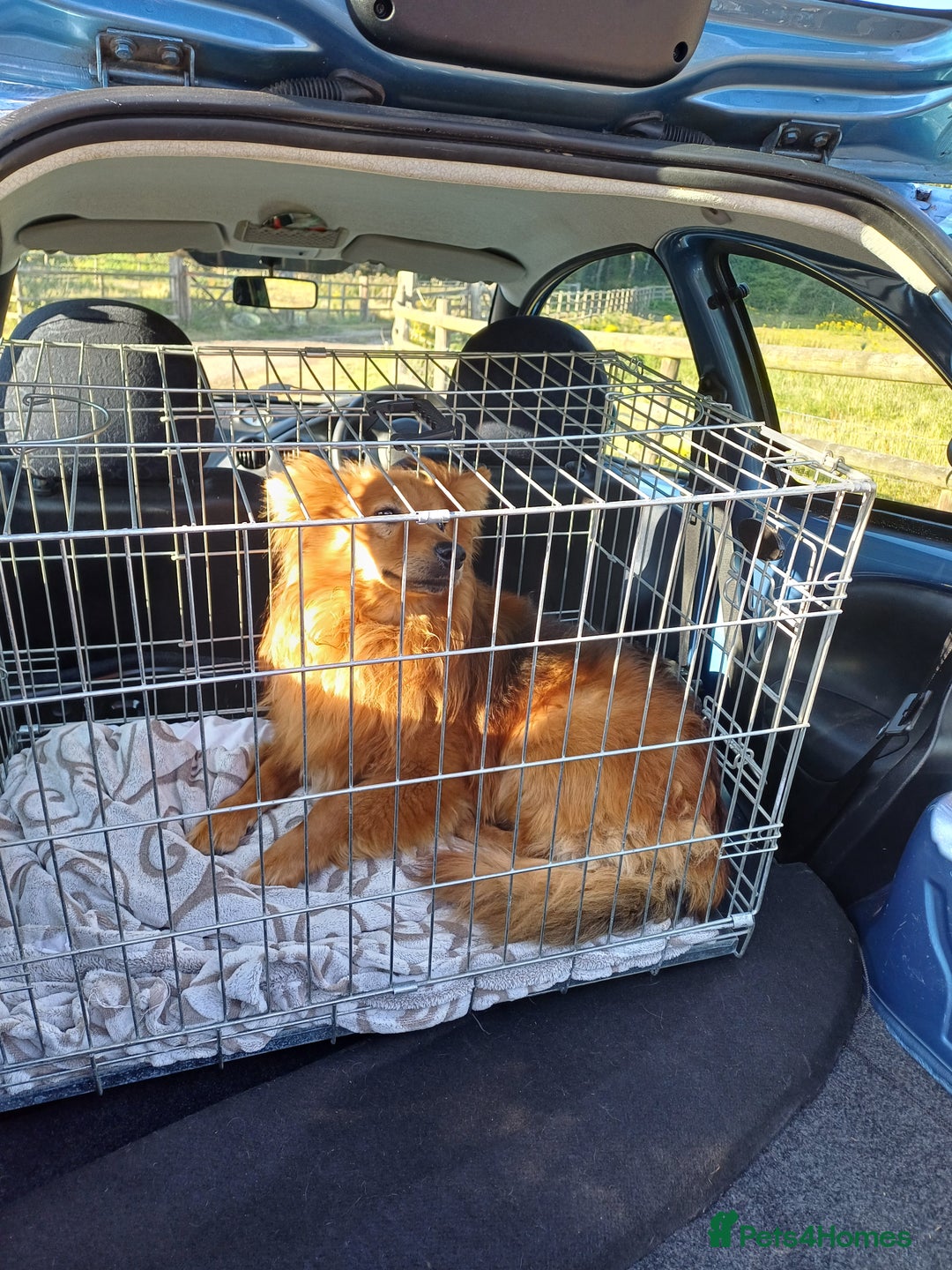 Mixed Breed dogs for adoption: MONTY – an example of Resilience and Devotion - Advert 7