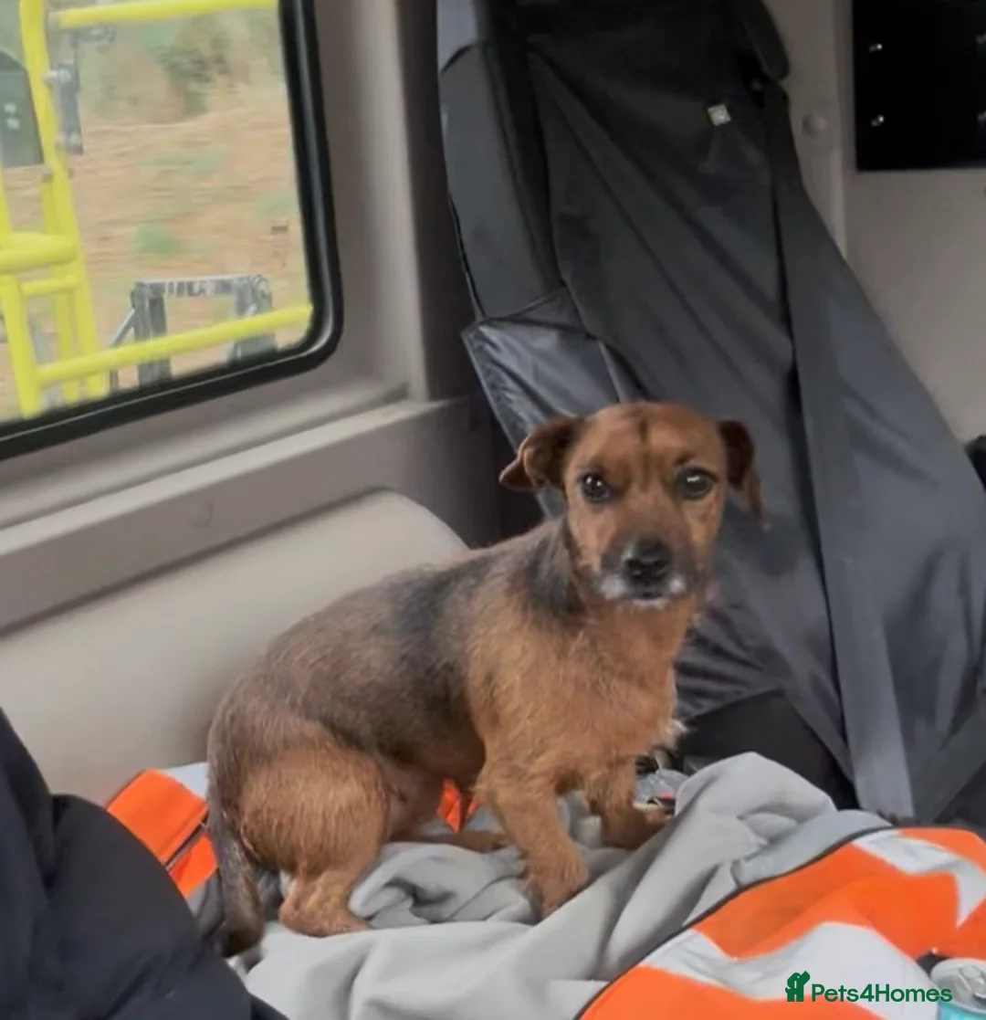 Mixed Breed dogs for sale: Patterdale X Jack Russell  - Advert 4