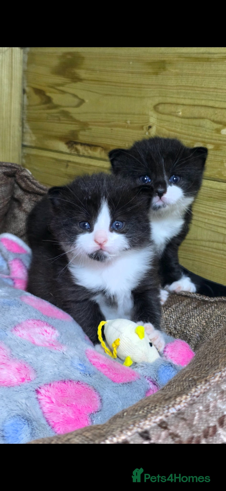 Mixed Breed cats for sale: Tabby farm kittens  - Advert 3