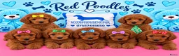 Miniature Poodle dogs for sale: Kc mini poodle fully health genetic  - Advert 8