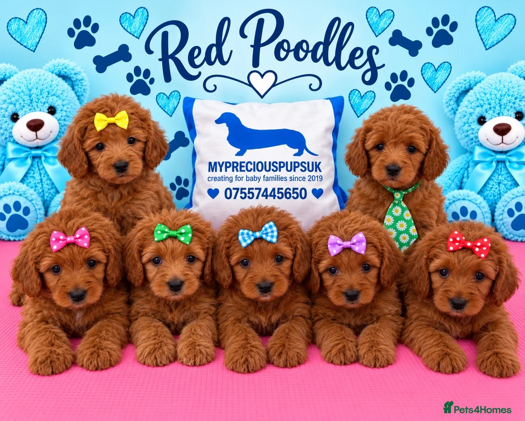 Miniature Poodle dogs for sale: Kc mini poodle fully health genetic  - Advert 8