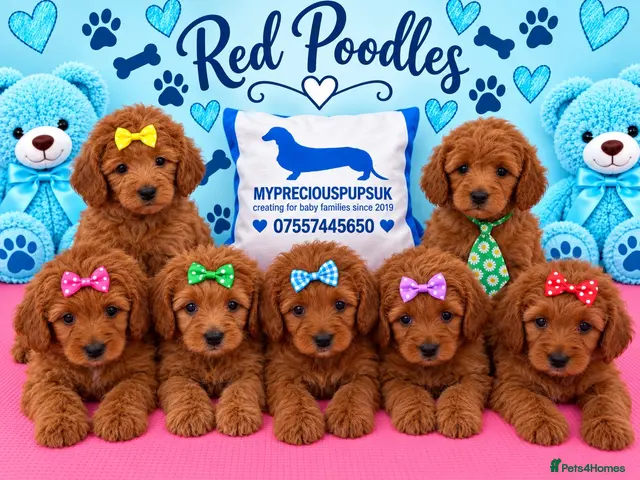 Miniature Poodle dogs Kc mini poodle fully health genetic - Advert 1